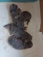 Ragdollxmaincoon kittens, Dieren en Toebehoren, Katten en Kittens | Raskatten | Langhaar, Meerdere dieren