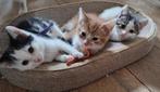 Kittens te koop, Dieren en Toebehoren, Katten en Kittens | Overige Katten, Meerdere dieren, Kortharig, 0 tot 2 jaar