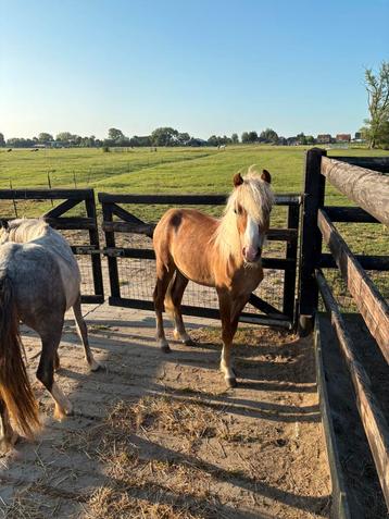 Welsh pony’s te koop beschikbaar voor biedingen