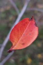 2 fruit planten, appelboompje en appelbes plant, Tuin en Terras, Planten | Fruitbomen, Ophalen, 100 tot 250 cm, Appelboom, Lente