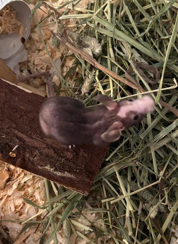 Super mooie fuzz man muis muisje beschikbaar. Echt is apart! beschikbaar voor biedingen