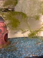 Guppies, Dieren en Toebehoren, Vissen | Aquariumvissen