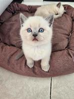 Britse korthaar blue point, Meerdere dieren, Ontwormd, 0 tot 2 jaar