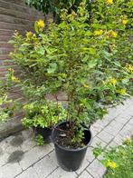 Te koop: hoge, grote struik hertshooi  €20 of €27, Ophalen, Overige soorten, Struik, 100 tot 250 cm