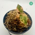 Fallopia Multiflora, Huis en Inrichting, Verzenden, Halfschaduw, Minder dan 100 cm