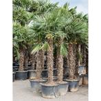 Trachycarpus Fortunei - Waaierpalm g60004