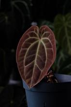 Anthurium Besseae aff., Huis en Inrichting, Kamerplanten, Ophalen of Verzenden, Halfschaduw, Minder dan 100 cm