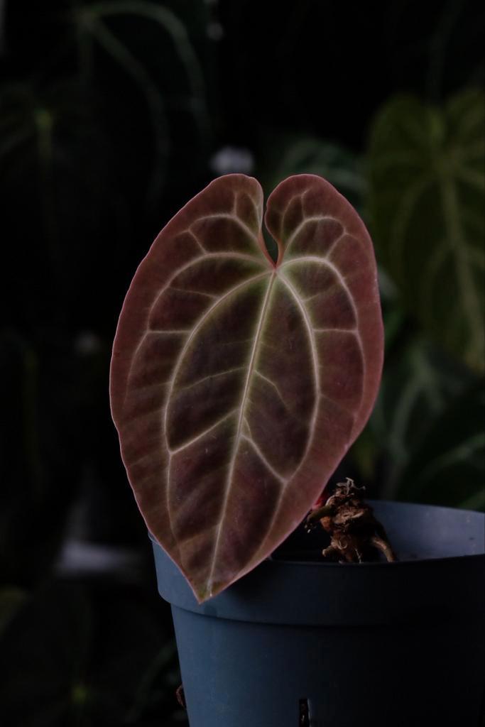 Anthurium Besseae aff., Huis en Inrichting, Kamerplanten, Minder dan 100 cm, Halfschaduw, Ophalen of Verzenden