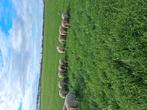 Weide lammeren gevraagd, Meerdere dieren, Schaap, 0 tot 2 jaar