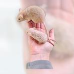 dwergratjes rittens, Dieren en Toebehoren, Rat, Mannelijk, Juli, Tam
