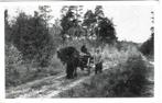 4548 Lochem boschgezicht bij Ampsen      paard en wagen, Gelopen, Gelderland, Ophalen of Verzenden