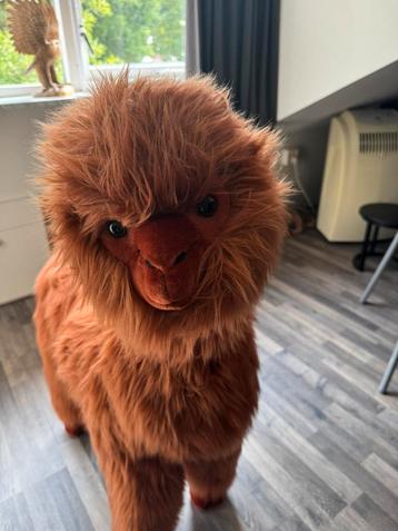 Alpaca beschikbaar voor biedingen