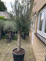 Olijfboom in pot - Prachtige mediterrane sfeer, Bloeit niet, 100 tot 250 cm, Olijfboom, Ophalen