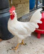 Jonge hanen (3 mnd oud), Dieren en Toebehoren, Pluimvee, Mannelijk, Kip