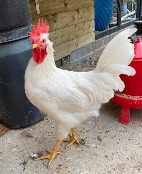 Jonge hanen (3 mnd oud), Dieren en Toebehoren, Pluimvee, Kip, Mannelijk