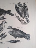 Oude prent roofvogels, Verzamelen, Foto's en Prenten, Verzenden, 1960 tot 1980, Gebruikt