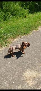 Ter dekking kaninchen Teckel, Dieren en Toebehoren, Rabiës (hondsdolheid), Reu, 1 tot 2 jaar, Eén hond