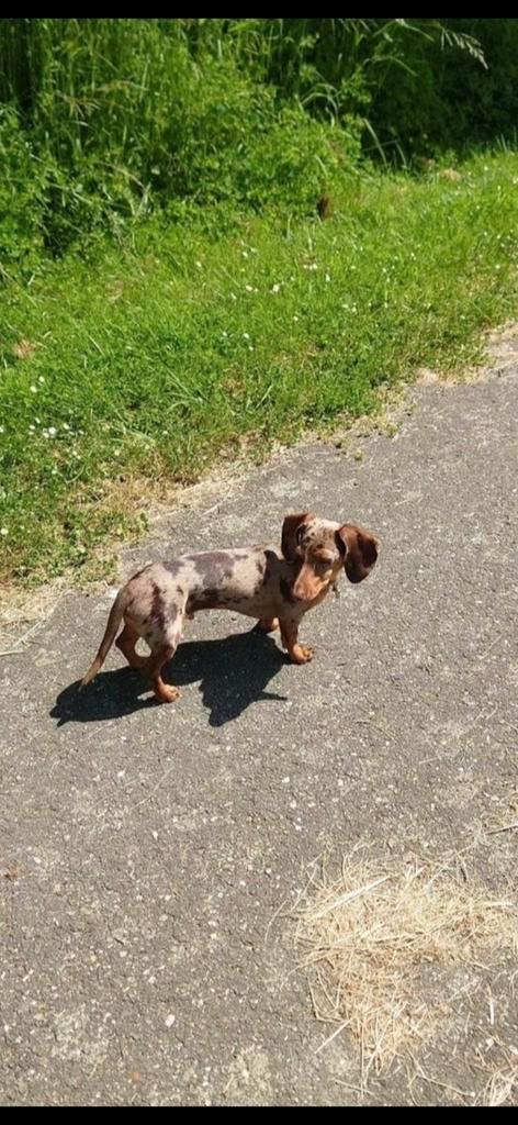 Ter dekking kaninchen Teckel, Dieren en Toebehoren, Honden | Dekreuen, Reu, Particulier, Eén hond, Nederland, 1 tot 2 jaar, Rabiës (hondsdolheid)