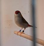 Dornastrilde, Meerdere dieren