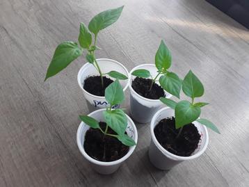 Bio moestuinplantjes  sivri pittige  peper  plant  beschikbaar voor biedingen