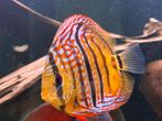 Hackels discusvissen, Dieren en Toebehoren, Vissen | Aquariumvissen, Vis