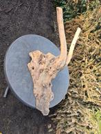 Olijven stronk- Uniek stuk, Ophalen, Gebruikt, Hout, 100 tot 150 cm