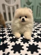 Pomeriaan pup’s, Dieren en Toebehoren, Honden | Poolhonden, Keeshonden en Oertypen, België, Particulier, 8 tot 15 weken, Meerdere