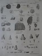 gravure fossielen haaientanden, roggetanden A. Bell 1780, Antiek en Kunst, Kunst | Etsen en Gravures, Verzenden