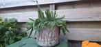 Hylocereus undatus, Ophalen of Verzenden, Cactus, Volle zon, Minder dan 100 cm