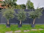 Prachtige grote olijfbomen met dikke stam., In pot, Olijfboom, Zomer, Volle zon