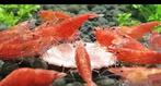 Super Red Stripe Garnalen, Kreeft, Krab of Garnaal, Zoetwatervis, Schoolvis