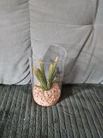 Nepcactus in pot, Ophalen, Gebruikt