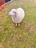 Quessant Ooi en lammetje, Dieren en Toebehoren, Schapen, Geiten en Varkens, Meerdere dieren, Schaap, 0 tot 2 jaar