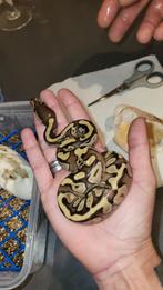 Baby ballpythons te koop., Slang