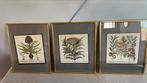 3 prachtige vintage botanische prenten van Baslius Besler, Ophalen of Verzenden
