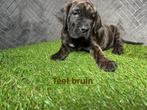 Presa canario pups, Dieren en Toebehoren, Overige rassen, CDV (hondenziekte), 8 tot 15 weken, Meerdere