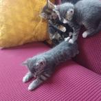 Kittens 8 weken oud, Dieren en Toebehoren, Katten en Kittens | Raskatten | Langhaar, Meerdere dieren, Ontwormd, 0 tot 2 jaar