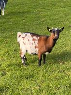 Dwerggeit Thea, Dieren en Toebehoren, Schapen, Geiten en Varkens, Vrouwelijk, Geit
