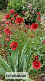 Kokardebloem Gaillardia, langbloeiend, Ophalen, Zomer, Vaste plant, Volle zon