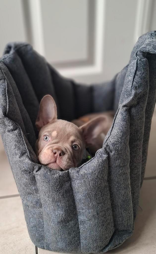 Puppy honden draagtas, Dieren en Toebehoren, Honden-accessoires, Zo goed als nieuw, Ophalen of Verzenden