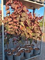Cercis Forest Pansy - Judasboom 140 cm hoog €44,95, Tuin en Terras, Planten | Bomen, In pot, Halfschaduw, 100 tot 250 cm, Zomer