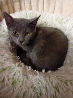 Waar mag ik gaan wonen ?, Dieren en Toebehoren, Katten en Kittens | Overige Katten, Poes, Kortharig, 0 tot 2 jaar