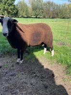 Te Koop Zwartbles  schapen  , dekram, Dieren en Toebehoren, Schapen, Geiten en Varkens, Mannelijk, Schaap, 0 tot 2 jaar