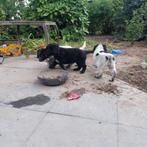 Prachtige Friese Stabij pups te koop, Overige rassen, 8 tot 15 weken, Meerdere, Meerdere dieren