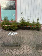 Verse kerstbomen met kluit, Tuin en Terras, Ophalen of Verzenden, Overige soorten, Volle zon