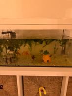 Vissen Aquarium, Dieren en Toebehoren, Vissen | Aquariumvissen, Vis, Zoetwatervis