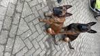Gezocht Opvang honden, Ophalen, Nieuw