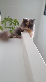 Gezocht: doll face Perzische kat kitten poes, Poes, Ontwormd, 0 tot 2 jaar