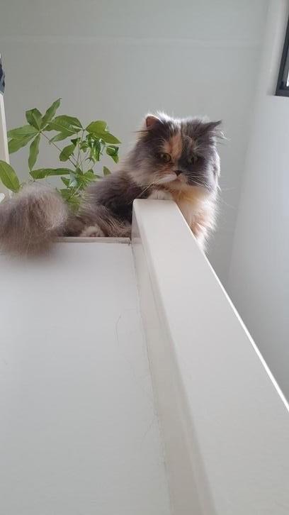 Gezocht: doll face Perzische kat kitten poes, Dieren en Toebehoren, Katten en Kittens | Raskatten | Langhaar, Poes, 0 tot 2 jaar