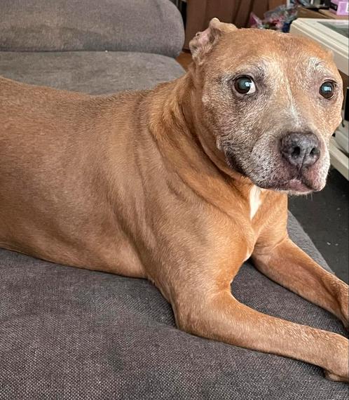 Pitbull/stafford luna zie omschrijving, Dieren en Toebehoren, Honden | Jack Russells en Terriërs, Teef, American Staffordshire Terriër